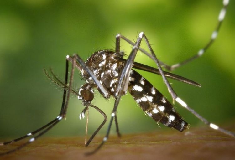 Ağcaqanadların səbəb olduğu viruslara yoluxmalar rekord həddə çatıb