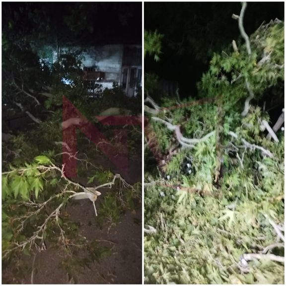 Ordubadda ağacın budaqları qırılıb, üç nəfər xəsarət alıb