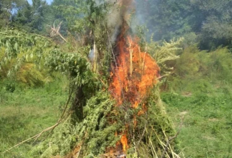 Yabanı halda bitmiş 7 tona yaxın çətənə kolu məhv edilib