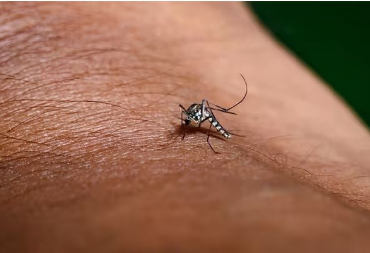 Fransada ağcaqanadlar vasitəsilə yayılan virusa yoluxanların sayı artıb