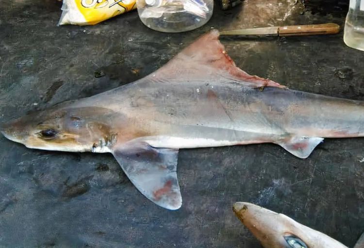 Nadir köpəkbalığı növü yenidən peyda olub