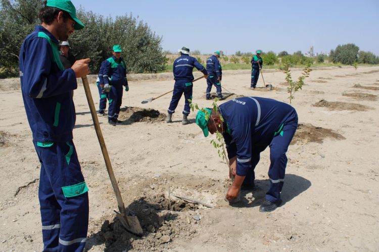Ötən il salınmış tut bağında bərpa işləri aparılıb<font color=red> - FOTOLAR</font>