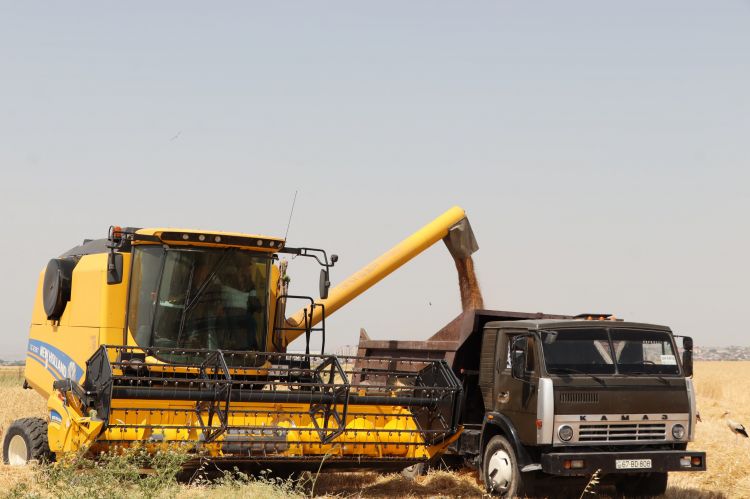 Naxçıvanda fermerlərə taxıl əkinləri üçün 3,7 milyon manatdan çox subsidiya ödənilib<font color=red> - FOTOLAR</font>