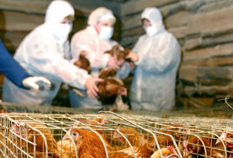 Heyvan və quş xəstəlikləri ilə əlaqədar bəzi malların Azərbaycana idxalına müvəqqəti məhdudiyyət tətbiq edilib