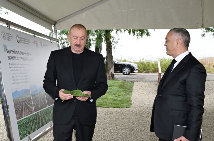 Prezident İlham Əliyev Xocalının Daşbulaq kəndində tut bağında görülmüş işlərlə tanış olub<font color=red> - FOTOLAR</font>