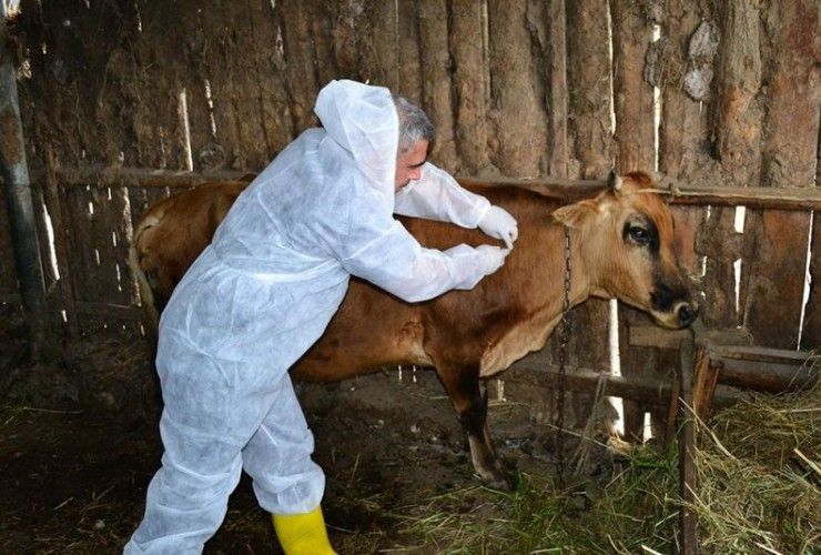 Naxçıvanda heyvan xəstəliklərindən azad zonalar yaradılacaq