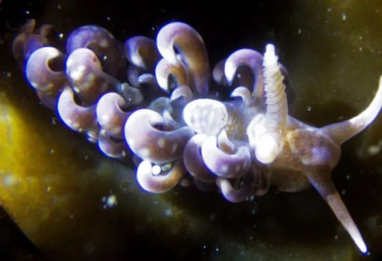 Böyük Britaniya sularında tropik dəniz iblizi aşkarlanıb