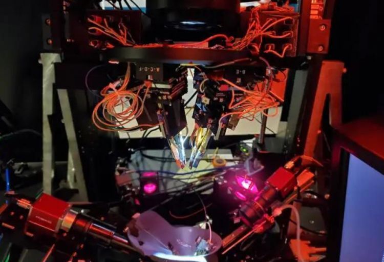 Alimlər beynin illüziyaları necə yaratdığını aşkarlayıblar