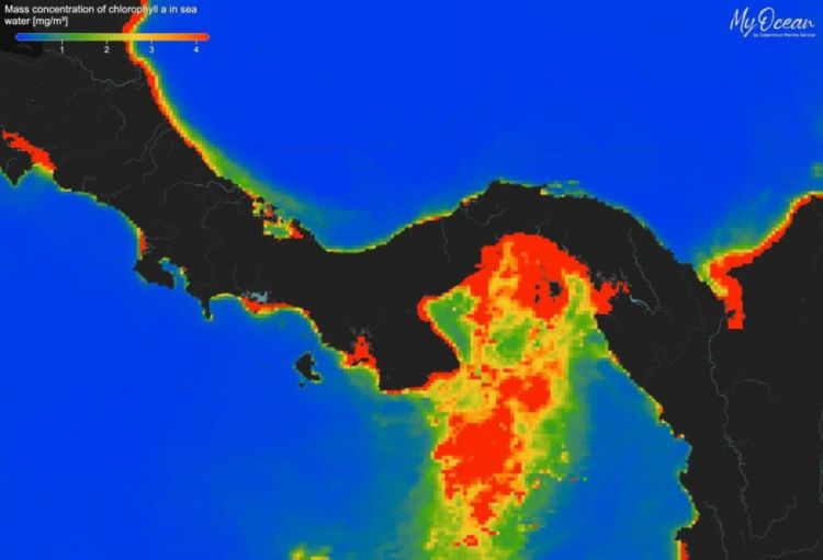 Müşahidələr tarixində ilk dəfə Panama körfəzində “apvellinq” baş verməyib