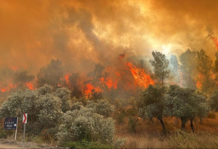 Türkiyədə meşə yanğınları baş verib