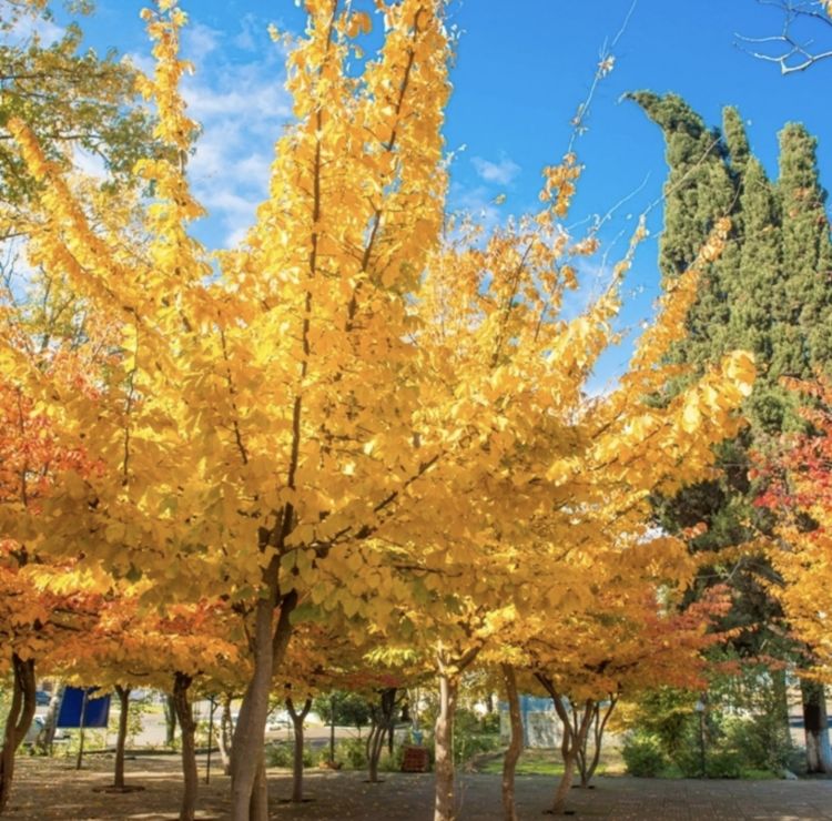 Azərbaycana payız gəldi