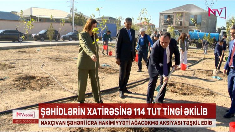 NAXÇIVAN ŞƏHƏRİNDƏ ŞƏHİDLƏRİN XATİRƏSİNƏ 114 TUT TİNGİ ƏKİLİB<font color=red> - VİDEO</font>