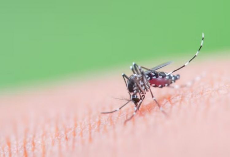 Böyük Britaniyada xəstəlik daşıyıcısı olan ağcaqanadlar aşkarlanıb