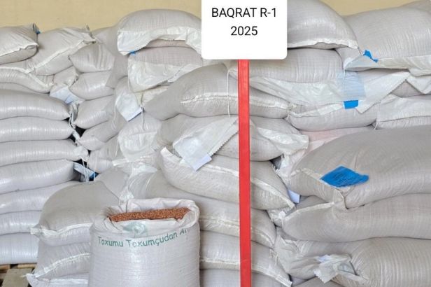 Naxçıvana payızlıq əkin üçün yüksək keyfiyyətli taxıl toxumu gətirilib