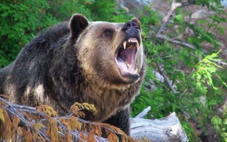 Naxçıvanda ayı ata və oğula hücum edib