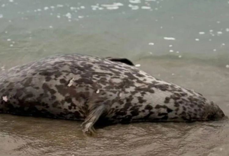 Xəzər sahilində ölü suitilər aşkar edilib