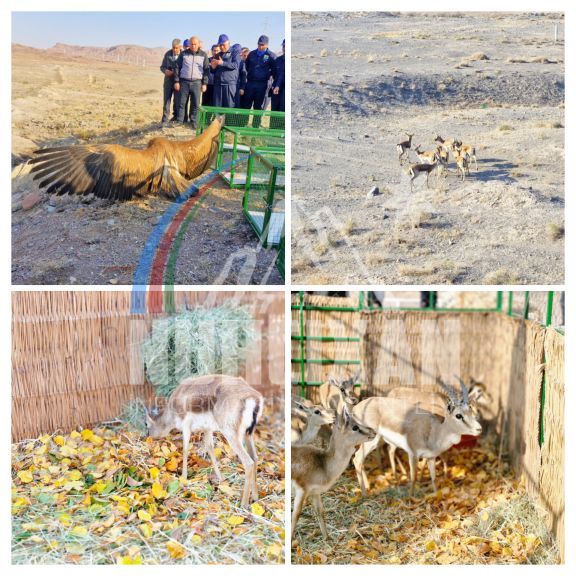 Culfada təbiətə nadir heyvan və quşlar buraxılıb