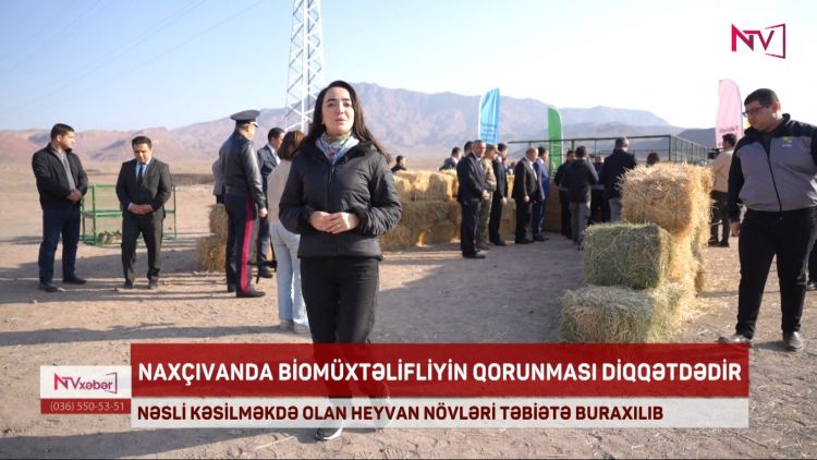 NAXÇIVANDA NƏSLİ KƏSİLMƏKDƏ OLAN HEYVAN NÖVLƏRİ TƏBİƏTƏ BURAXILIB<font color=red> - VİDEO</font>