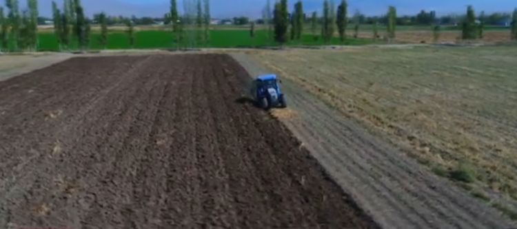 NAXÇIVANDA ƏKİN MÖVSÜMÜ DAVAM EDİR<font color=red> - VİDEO</font>