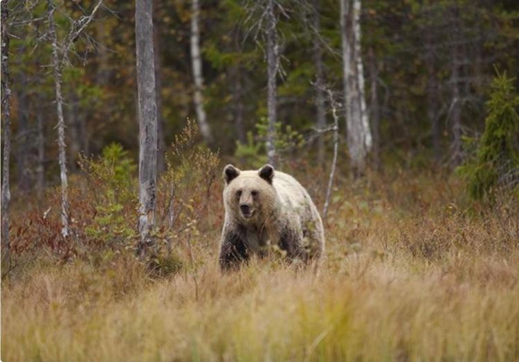Kanadada ayının hücumu nəticəsində 11 nəfər yaralanıb