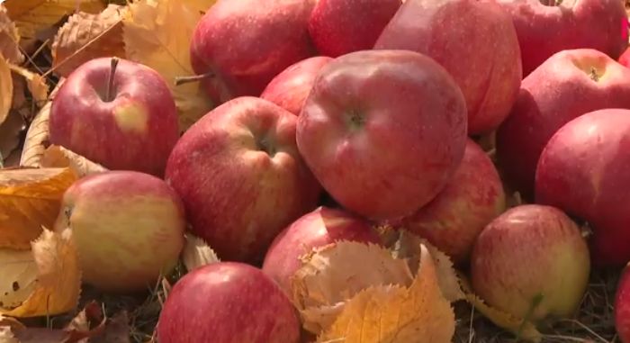 DƏRMANSIZ YETİŞDİRİLƏN KÜKÜ ALMASININ İNANILMAZ FAYDALARI<font color=red> - VİDEO</font>