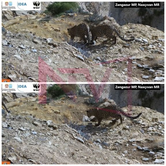 Zəngəzur Milli Parkında bəbir və iki balası görüntülənib