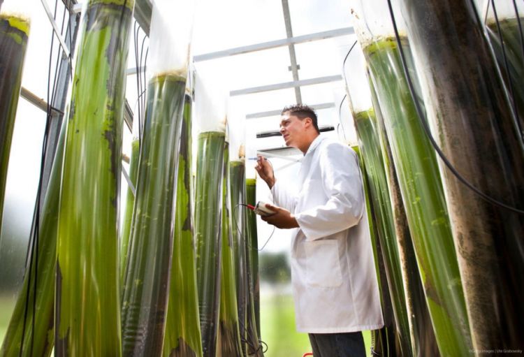 Avropa İttifaqı bioiqtisadiyyatın inkişafı üçün yeni strategiya qəbul edib