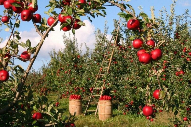 Naxçıvanda meyvə bağlarının şaxta və digər risklərdən sığortalanmasına start verilib