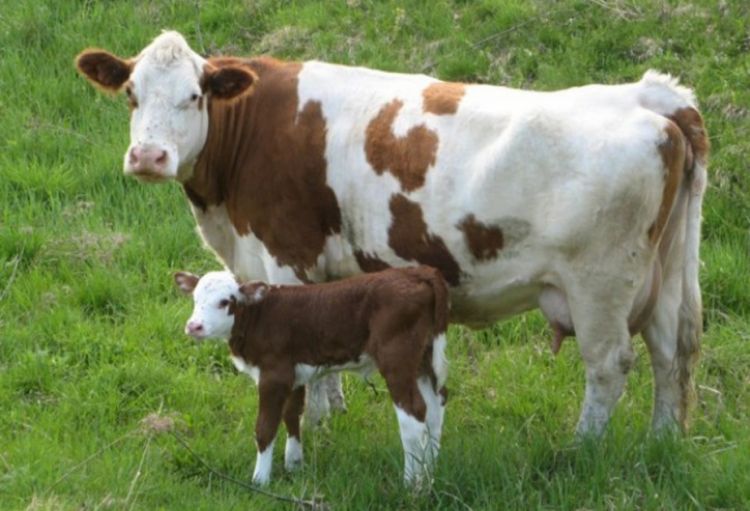 Naxçıvanda fermerlərə 610 min manatdan çox heyvandarlıq subsidiyası ödənilib