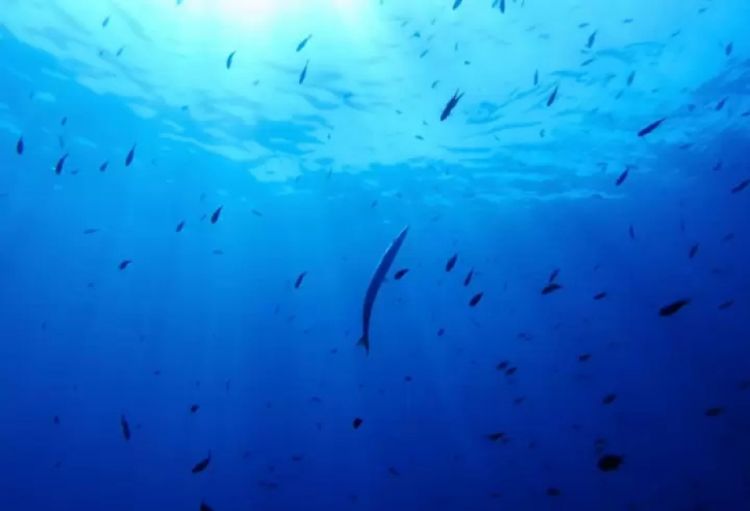 Almaniya hökuməti BMT-nin Açıq dənizlərin mühafizəsi sazişinə qoşulur