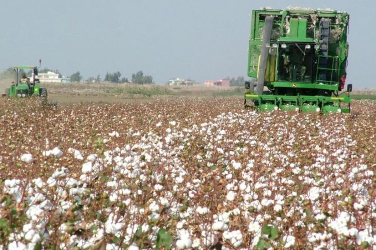 Naxçıvanda kənd təsərrüfatının istehsal həcmi açıqlanıb