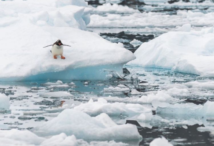 Arktikada temperatur rekord həddə çatıb