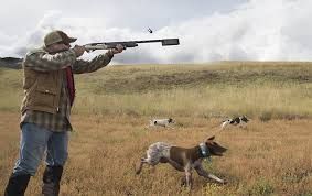 Sabahdan Azərbaycanda ov mövsümü açılır