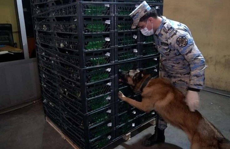 Astara Gömrük İdarəsində 148 kiloqramdan artıq narkotik vasitə aşkarlanıb