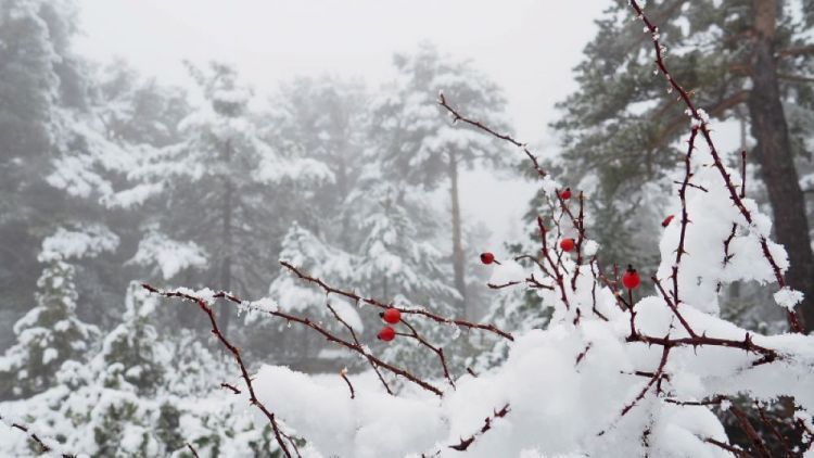 Naxçıvanda temperatur 5-10 dərəcə düşəcək,qar yağacaq
