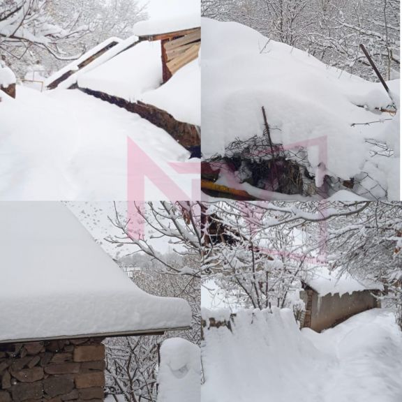 Şahbuzda qarın hündürlüyü 43 sm-ə çatıb