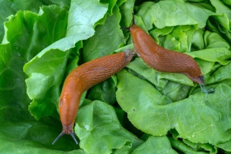 Azərbaycan Avropaya ilbiz məhsullarının ixracına başlayır