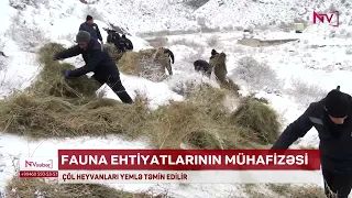 NAXÇIVANDA ÇÖL HEYVANLARI YEMLƏ TƏMİN EDİLİR<font color=red> - VİDEO</font>