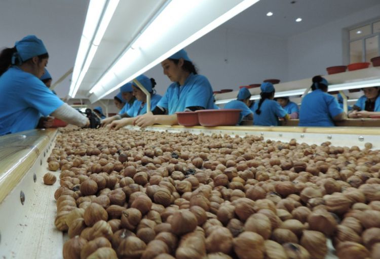 Azərbaycan qlobal bazara qabıqsız fındıq ixrac edən ölkələrin ilk 5-liyində yer alıb