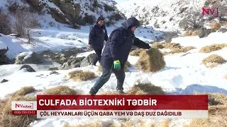 CULFADA ÇÖL HEYVANLARI ÜÇÜN QABA YEM VƏ DAŞ DUZ DAĞIDILIB<font color=red> - VİDEO</font>