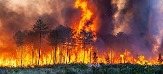 Prezident əkin yerinin yandırılması ilə bağlı yeni cərimələri təsdiqləyib