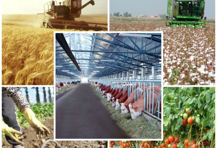 Kənd təsərrüfatı məhsullarının ümumi istehsal həcmi 0,9 faiz artıb