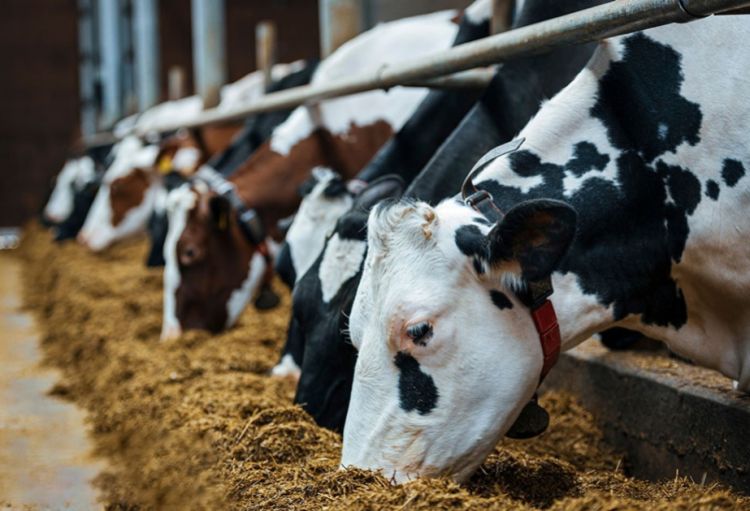 Bruselyoz xəstəliyinə görə seroloji monitorinqlər keçiriləcək