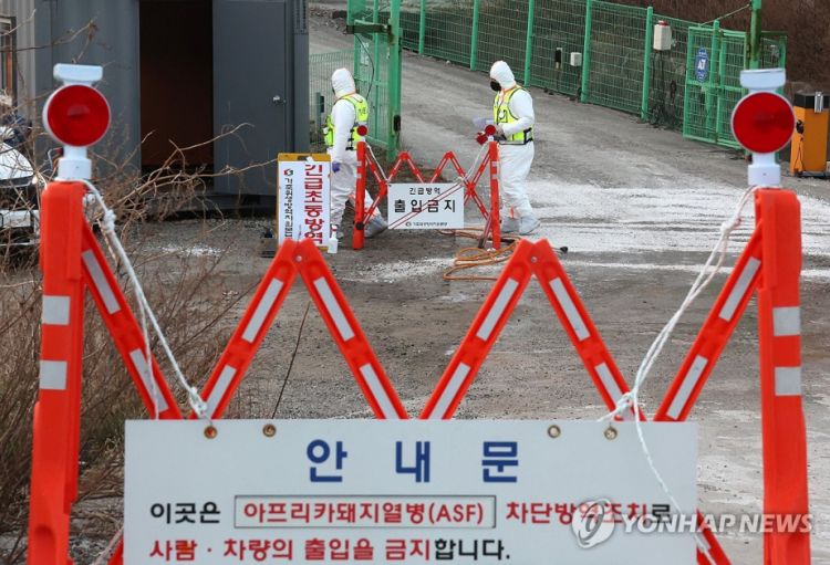 Cənubi Koreyada Afrika donuz taununa 6-cı yoluxma faktı təsdiqlənib