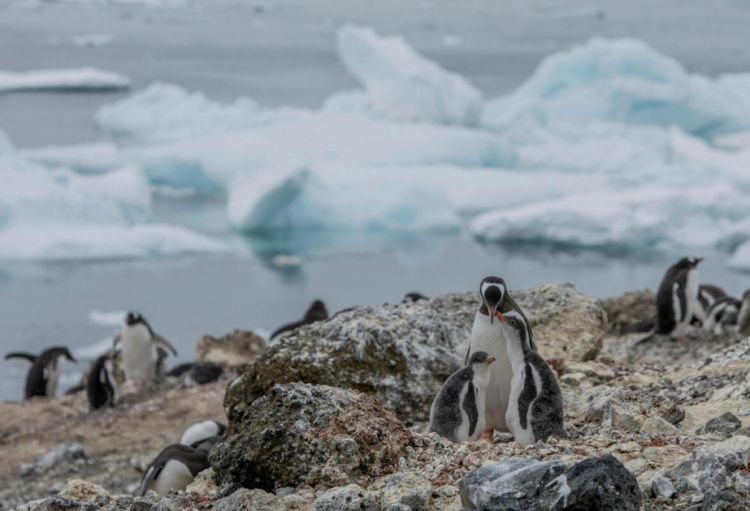 Qərbi Antarktidada pinqvinlər yox olma təhlükəsi ilə üz-üzədir