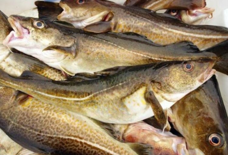 Norveçin dənizlərində balıq ehtiyatları on il ərzində iki dəfə azalıb