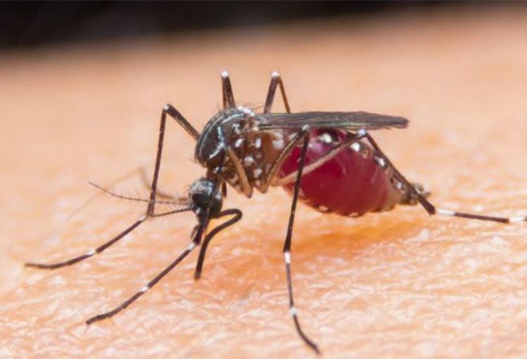 İsrail alimləri malyariya parazitinin çoxalmasını dayandıra biləcək mexanizm tapıblar