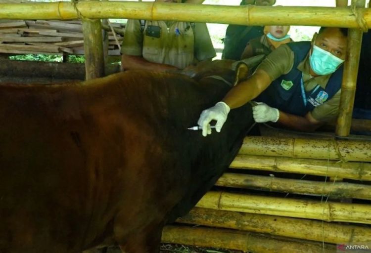 İndoneziya cari ildə dabaq xəstəliyinə qarşı 4 milyon doza peyvənd paylayacaq