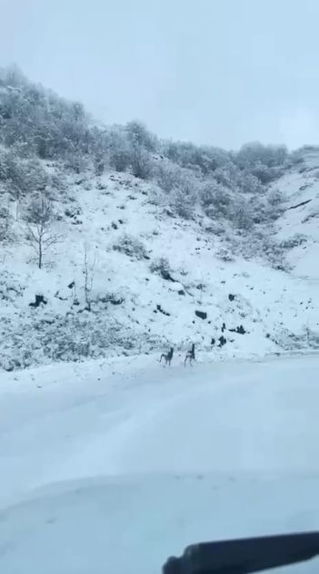 Laçın-Şuşa yolunda qaçan cüyürlər maraq doğurub<font color=red> - FOTOLAR</font>