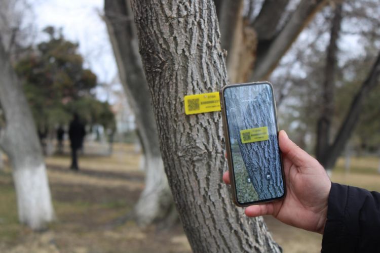 Naxçıvanda 528 ağaca inventar lövhələri vurulub<font color=red> - VİDEO</font>